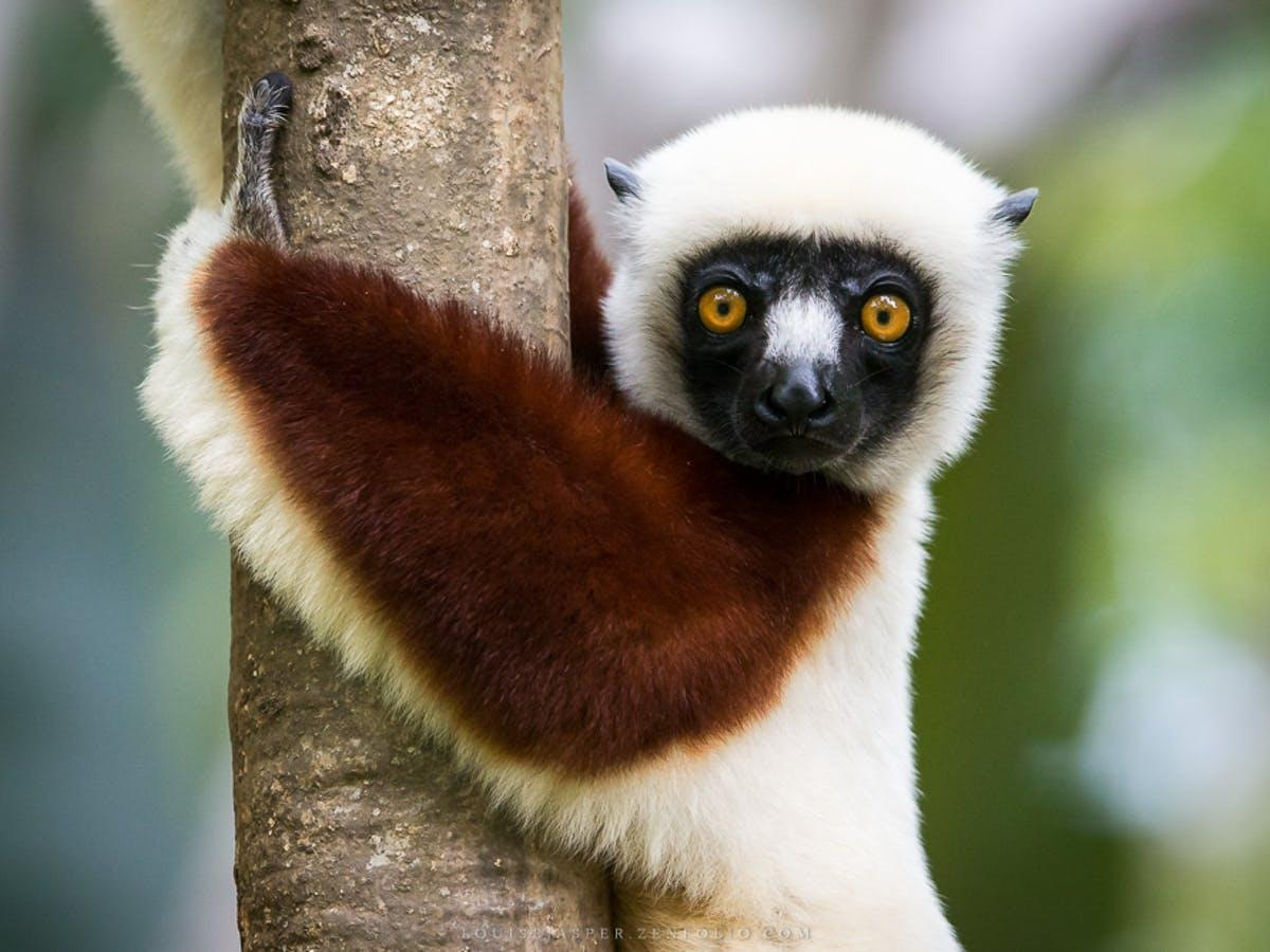 photo lemur